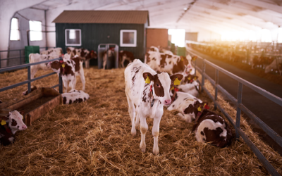 Namo-Shri-Krishna-Goshala cowshed