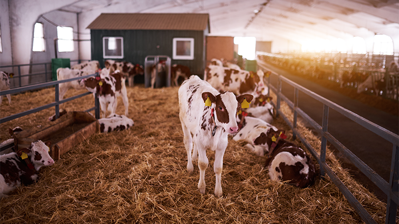 Namo-Shri-Krishna-Goshala cowshed